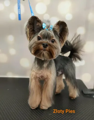 ZŁOTY PIES - salon pielęgnacji psów